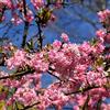 le Georgiche Vivai le Georgiche - Pianta vera di Viburnum x bodnantense Charles Lamont Viburno - vaso Ø 18 cm