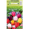 AGRONOM Tested in the garden AGRONOM | TULIPANI - PERSIAN PEARL | Bulbi da Fiore Perenniali | Viola Fiori| Piantati in Giardini Fioriti, in Prati Fioriti | I Meravigliosi Fiori | Bulbi di Tulipano | 5 Bulbi