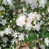 AMDGarden Pianta di Mirto Communis Mirto Sardo Bacche Nere Fiore Profumato Sempreverde per Esterni Vaso 18 cm