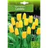AGRONOM Tested in the garden AGRONOM | TULIPANI - CANDELA| Bulbi Tulipani | Bulbi fiori perenni | Fiori Giallastro | Sono piantati in giardini fioriti, in prati fioriti | I meravigliosi fiori | Confezione da 5 Bulbi fiori