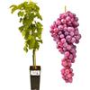 P. Piantine da Orto | Zemira Rosata, Vaso 2 L, Pianta Pronta per Il Trapianto, Pianta Vera da Esterno, UVA da Tavola da Mangiare, Vivaio Italiano