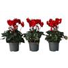Plant in a Box - Cyclamen persicum 'Winfall Scarlet' - Set da 3 - Ciclamino persiano - Vaso 9 cm - Altezza 10-20cm