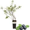 P. Piantine da Orto | Mirtillo Nero Gigante Precoce, Vaso da 2L, Pianta Pronta per Il Trapianto, Pianta Vera da Orto, da Balcone e da Esterno, Vivaio Italiano