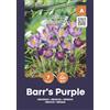 AGRONOM Tested in the garden AGRONOM | CROCHI - BARR'S PURPLE | Bulbi fiori perenni | Fiori Viola | Si coltivano in giardini fioriti, in vaso, piantati in prati fioriti | Confezione da 7 Bulbi fiori