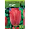 AGRONOM Tested in the garden AGRONOM | TULIPANI - VAN EIJK | Bulbi da Fiore Perenniali | Rosa Fiori| Piantati in Giardini Fioriti, in Prati Fioriti | I Meravigliosi Fiori | Bulbi di Tulipano | 5 Bulbi