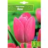 AGRONOM Tested in the garden AGRONOM | TULIPANI - MIX ROSE | Bulbi da Fiore Perenniali | Rosa Fiori| Piantati in Giardini Fioriti, in Prati Fioriti | I Meravigliosi Fiori | Bulbi di Tulipano | 5 Bulbi