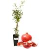 P. Piantine da Orto | Melograno Wonderful (da spremuta), Vaso da 2L, Pianta Pronta per Il Trapianto, Pianta Vera da Orto, da Balcone e da Esterno, Vivaio Italiano