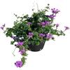 Generico AMDGarden Verbena Strisciante Ibrida Calpestabile Fiore Viola Vaso 15 cm Pianta Perenne