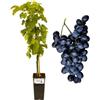 P. Piantine da Orto | UVA Fragola Nera, Vaso 2 L, Pianta Pronta per Il Trapianto, Pianta Vera da Esterno, UVA da Tavola da Mangiare, Vivaio Italiano