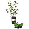 P. Aronia Vaso 2L
