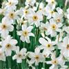 VIRIDIMANIA Bulbi di Narcisi | Bulbi provenienti dai migliori produttori Olandesi | Esclusiva selezione e controllo qualità | Fioritura garantita. (5 Bulbi di Narcisi RECURVUS)