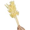NONGYU 60 code di lepre naturali, fiori secchi da 50 cm, erba di pampasgrass per decorazione di nozze, fattoria, composizioni floreali, coda di lepre, fiori secchi