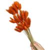 NONGYU 60 code di lepre naturali, fiori secchi da 50 cm, erba di pampasgrass per decorazione di nozze, fattoria, composizioni floreali, coda di lepre, fiori secchi
