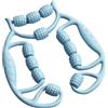 Generic Attrezzatura per fitness e yoga, massaggiatore a 12 cerchi, per dimagrire i muscoli del polpaccio, rullo di compressione centropetale, dispositivo di compressione per edema, stretching