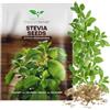Magic of Nature: Semi di Stevia rebaudiana (ca. 100 Semi) | Erba del Miele per Giardino e Balcone - Per Semina e Coltivazione