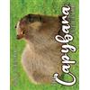 B Patrick The Capybara Cutie Club 2026 Calendar (Tascabile)