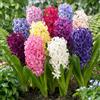 DUTCH BULBS EXCLUSIVE PLANTS FROM HOLLAN Bulbi Fiori Perenni da Esterno - 15 Bulbi Giacinto | Piante e Fiori Esclusivi dall'Olanda, 5 Varietà Profumate, per Giardino, Vaso e Vetro (non semi, non artificiali)