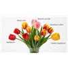 Generico Bulbi Tulipani Misti Darwin Hybrid - 15 Bulbi (3 per Varietà) - Mix Apeldoorn, Golden Apeldoorn, Banja Luka, Mystick van Eijk, Apeldoorn's Elite - Tulipani Primaverili Resistenti per Giardino e Vaso