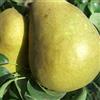 le Georgiche Vivai le Georgiche - Pianta vera di Pero Butirra Hardy Pyrus communis 'Butirra Hardy' - vaso Ø 20 cm - altezza alla vendita 180-200 cm