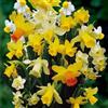 VIRIDIMANIA Bulbi di Narcisi | Bulbi provenienti dai migliori produttori Olandesi | Esclusiva selezione e controllo qualità | Fioritura garantita. (10 Bulbi di Narcisi BOTANICI IN MISCUGLIO)