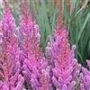 le Georgiche Vivai le Georgiche - Pianta vera di Astilbe x arendsii Astary Rose - vaso Ø 18 cm