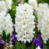 VIRIDIMANIA Bulbi di GIACINTI | Bulbi provenienti dai migliori produttori Olandesi | Selezione e controllo qualità | Fioritura garantita. (4 Bulbi di GIACINTI WHITE PEARL)