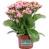 eGarden.store Pianta di Calandiva o Kalanchoe Blossfeldiana pianta succulenta ornamentale da arredo interno Pianta vera da fiore venduta da eGarden.store (Rosa)