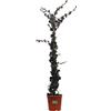 eGarden.store Pianta di Edera Inglese Pianta di Hedera Helix Baltica pianta rampicante pianta da esterno pianta vera di Edera Inglese pianta ornamentale sempreverde venduta da eGarden.store