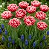 DUTCH BULBS EXCLUSIVE PLANTS FROM HOLLAN Tulipani & Muscari Bulbi Mix - 10 Tulipani + 30 Muscari | Perenni & Resistenti, Piante dall'Olanda, Fioritura Primaverile Colorata, Fioritura Primaverile (no semi, non artificiale)