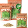 ZenGreens® Semi di avena biologico - Scegli tra 200g e 500g | germogli e microgreens - per vassoio - alta germinabilità - raccolta in pochi giorni - per insalate, bowl e panini