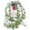 Generico Pianta di Edera Comune Verde (Hedera helix) | 3 Piante Rampicante Evergreen | Facile da Coltivare in Vaso o Parete | Ideale per Interni, Esterni, Pareti Verdi e Follaje Decorativo