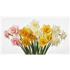 Generico Bulbi Narcisi Misti Doppio Fiore - Confezione 30 Bulbi (6 per Varietà) - Mix Replete, Golden Ducat, Ice King, Tahiti, White Lion - Narcissus Double Primaverili Resistenti per Giardino e Vaso