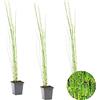 Bloomique - Set di 3 - Equisetum Japonicum - Coda di Cavallo Giapponese - Pianta Acquatica - Pianta da Stagno - Resistente al Freddo - Alte 20-30 cm - Vaso 9 cm