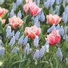 VIRIDIMANIA Bulbi da Fiore SELECTION | Bulbi dai migliori produttori Olandesi | Selezione e controllo qualità | Fioritura garantita. (20 Bulbi di Tulipani ROSSO ROSATO e Muscari BLU CHIARO)