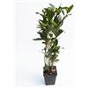 Generico Pianta di Alloro in Vaso (Laurus Nobilis) | Pianta Aromatica Sempreverde | Ideale per Cucina | Balcone e Giardino | Facile da Coltivare | Resistente e Profumata