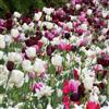 VIRIDIMANIA 15 Bulbi di Tulipani | Bulbi dai migliori produttori Olandesi | Selezione e controllo qualità | Fioritura garantita. (15 Bulbi da Fiore per Api e Farfalle SFUMATURE ROSA)