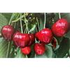 le Georgiche Vivai le Georgiche - Pianta vera di Ciliegio Ferrovia Prunus avium 'Ferrovia' - vaso Ø 20 cm - altezza alla vendita 140-160 cm