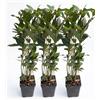 Generico Alloro 3 Piante Aromatiche in Vaso (Laurus Nobilis) | Pianta Aromatica Sempreverde | Foglie Profumate per Cucina | Ideale per Balcone | Terrazzo e Giardino | Facile da Coltivare