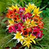VIRIDIMANIA Bulbi di Tulipani | Collezione Varietà Esclusive da Autunno a Primavera | Alta Qualità e Controllo Selezionato | Fioritura Garantita (15 Bulbi di Tulipani SPECIE IN MISCUGLIO)