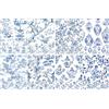 Craft Kreatively Carta di riso asiatica Toile de Jouy, 29 x 29 cm (2 pezzi), 8 disegni per découpage, creazione di biglietti e artigianato, decoupage CRAFT KREATIVELY