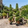 HiMISS Alberi Topiari a Spirale in Bosso Artificiale con Vaso Nero, Piante Finte Realistiche per Interni/Esterni, Decorazioni Verdi per Casa, Ufficio, Soggiorno, Portico, Patio