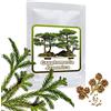 Magic of Nature: 25 Semi di Cedro Giappones (Cryptomeria japonica) | Albero Ornamentale Resistente - Ideale per Bonsai & Giardino