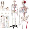 tectake® Modello Anatomico di Scheletro Umano a Grandezza Naturale, Braccia e Gambe Rimovibili, Inclusi Muscoli e Ossa, Poster, Supporto su Ruote, Ideale per Studio Anatomia Umana