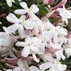 AMDGarden Pianta di GELSOMINO POLIANTA Rampicante OFFICINALE PROFUMATO vaso 17 cm