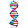 Toyvian DNA Modellino, Modellino DNA Doppia Spirale - Kit di apprendimento del gene umano Modelli di struttura del Gene per l'apprendimento della genetica e l'educazione scientifica