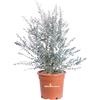 eGarden.store Pianta di Eucalipto o Eucalyptus Gunnii Pianta da esterno in vaso cespuglio o alberello da giardino vera venduta da eGarden.store (Eucalipto Azura v.27 cm)