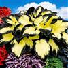 OJMUJDJ Hosta rari resistenti, facili da curare, ideali per giardini e balconi-4bulbi-E