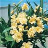 Pianta di OLEANDRO GIALLO nerium Oleander cespuglio IN VASO 16 AMDGarden