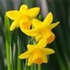 VIRIDIMANIA Bulbi da Fiore BIOLOGICI | 100% Naturale dai migliori produttori Olandesi | Salezione e qualità | Fioritura garantita. (8 Bulbi di NARCISI BOTANICI 'Tete à Tete' BIO)
