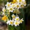 VIRIDIMANIA Bulbi da Fiore BIOLOGICI | 100% Naturale dai migliori produttori Olandesi | Salezione e qualità | Fioritura garantita. (8 Bulbi di NARCISO 'Minnow' BIO)